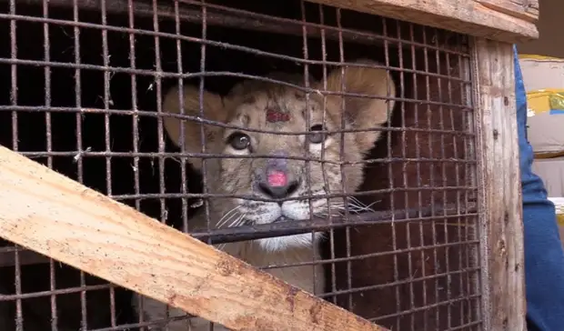 Грузовик с измученными львятами и обезьяной задержали в Волгограде