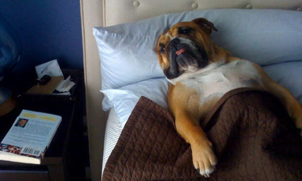 27 собак, которые спят в вашей постели, потому что могут!