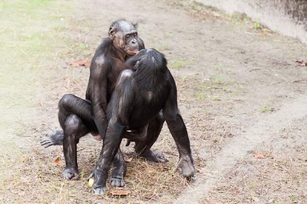Sex_Animals-1