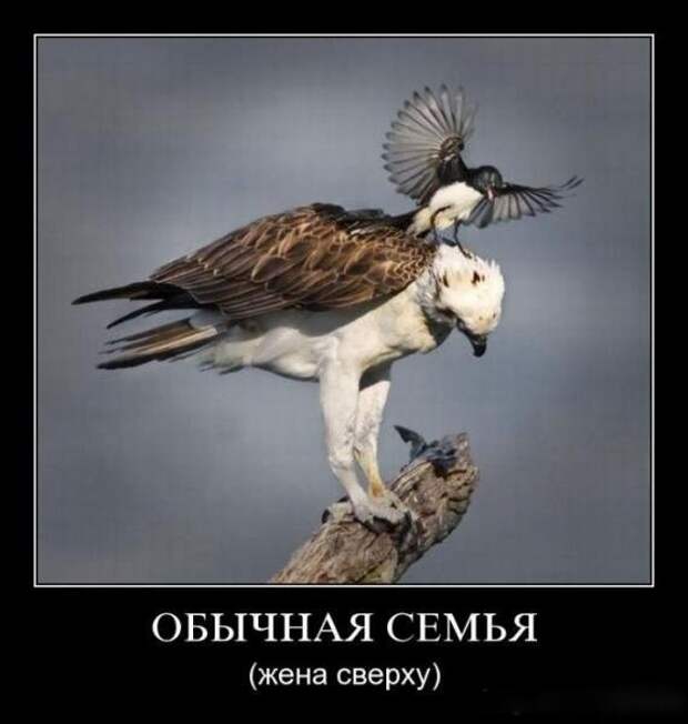 Демотиваторы про женщин (50 фото)