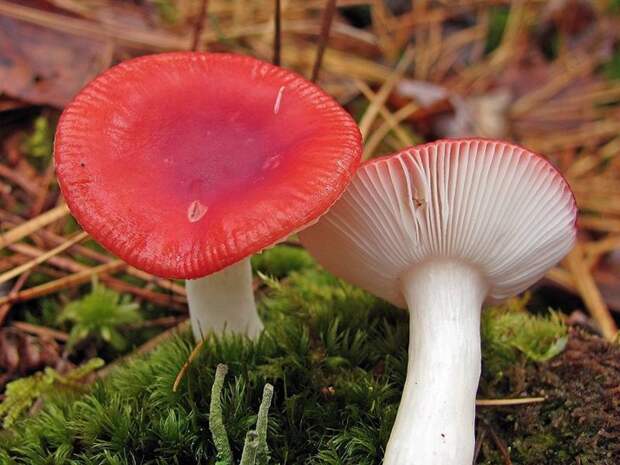 Сыроежка жгучеедкая. Самые опасные и ядовитые грибы. Фото с сайта NewPix.ru