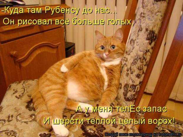 Лучшие котоматрицы недели (50 фото)