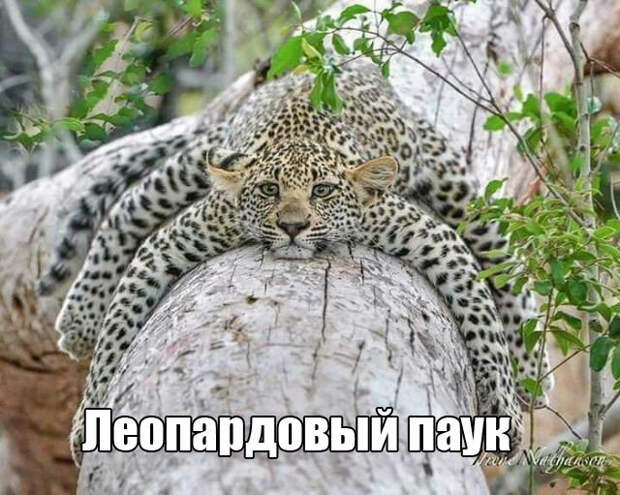 Подборка смешных и веселых картинок с надписью (11 фото)