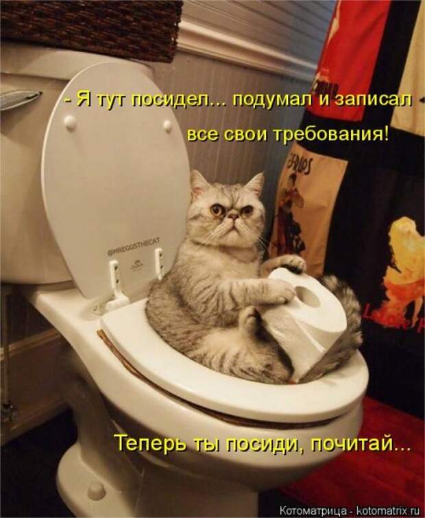 Новая котоматрица для всех! (34 фото)