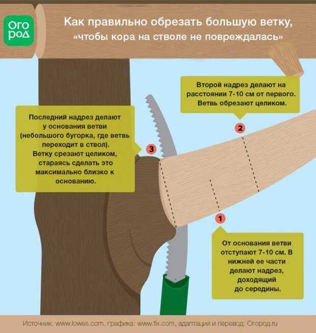 как правильно обрезать ветку
