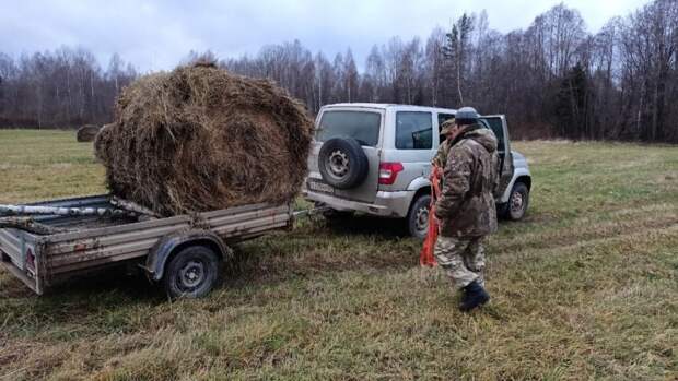 Популяция зубров в южной части Смоленского Поозерья превышает 100 голов