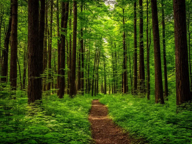 Ученые: травяной ярус лесов Академгородка не уступает кронам деревьев по накоплению углерода