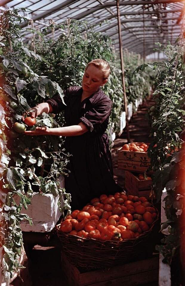 Сбор томатов, Московская область, 1950 СССР, история, люди, трудовые будни