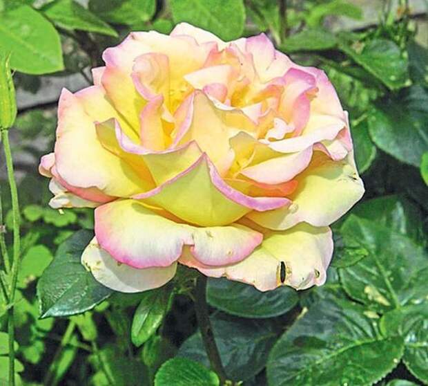 Чайно-гибридная роза Gloria Dei