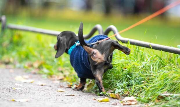 Почему одни собаки задирают лапу, когда справляют нужду, а другие — нет