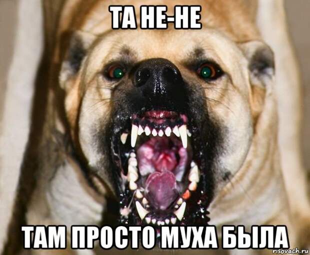 Бешеная собака и все 