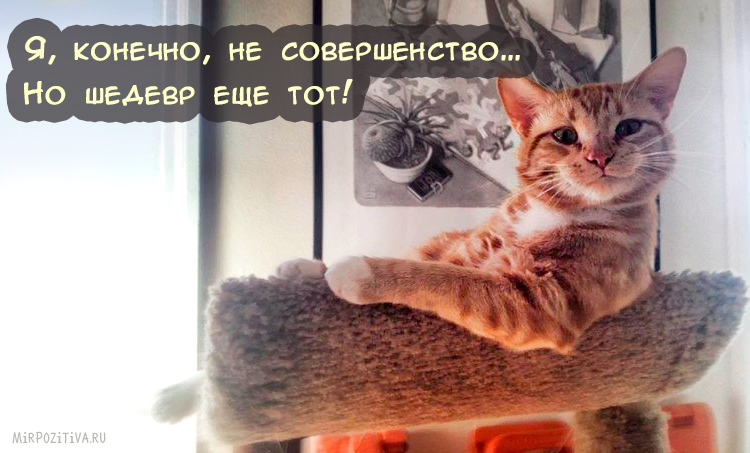 Самая веселая подборка прикольных картинок