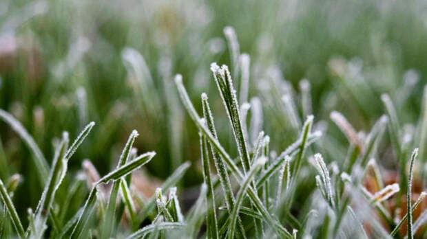 Минсельхоз: режим ЧС из-за майских заморозков могут ввести до конца недели