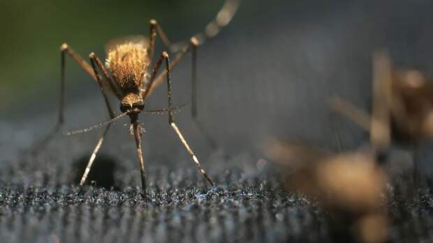 Во Франции обнаружены опасные комары