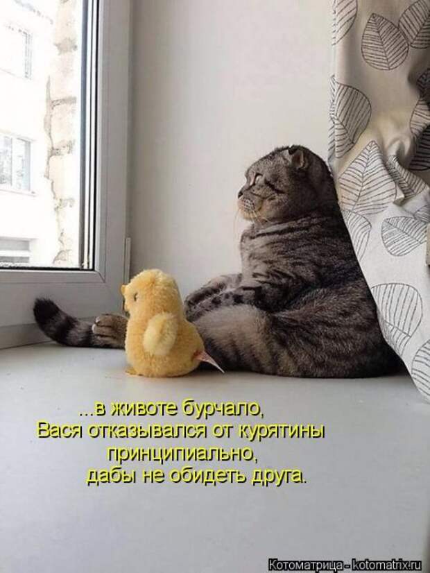 Лучшие котоматрицы недели (50 фото)