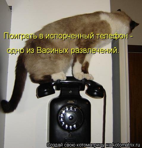 Котоматрица свежая и прикольная (29 фото)