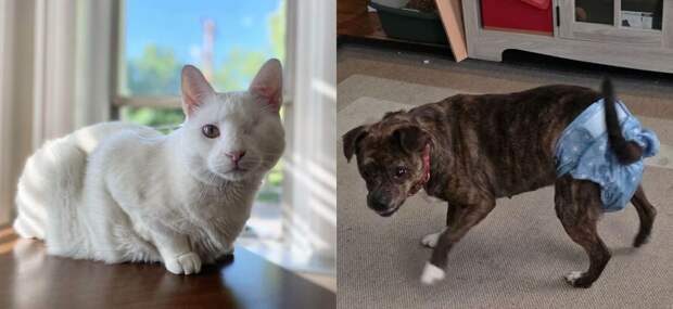 22 кота и собаки, которые не знали, что такое дом. Теперь знают