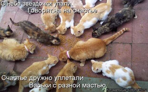 Новая котоматрица для всех! (34 фото)