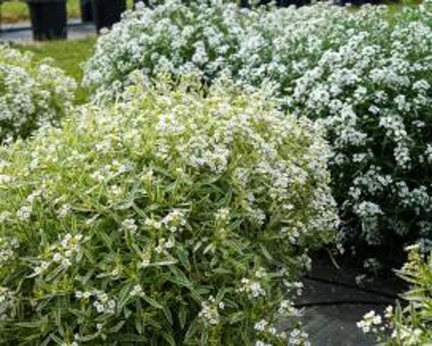 Алиссум "Морозный рыцарь" (Lobularia maritima Frosty Knight)