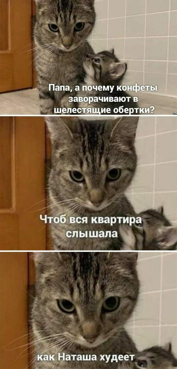 Коты и наташа картинки прикольные