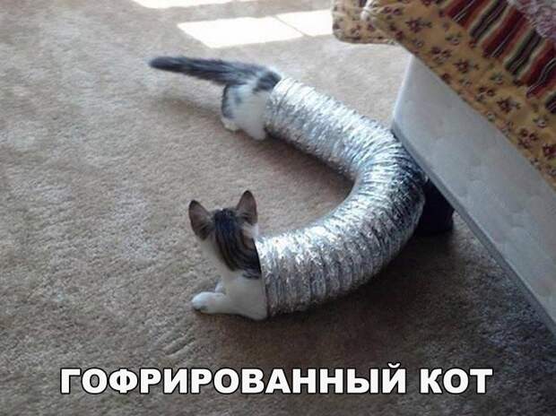 Прикольные картинки с надписями для хорошего настроения (12 фото) Прикольные картинки с надписями для хорошего настроения (12 фото)