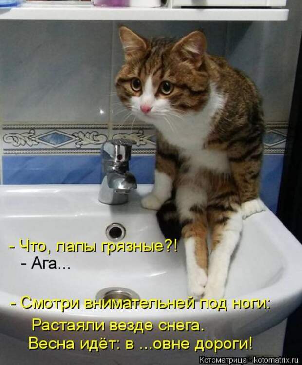 Лучшие котоматрицы недели (50 фото)