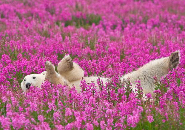 Белые мишки в цветочной поляне: фотографии Dennis Fast