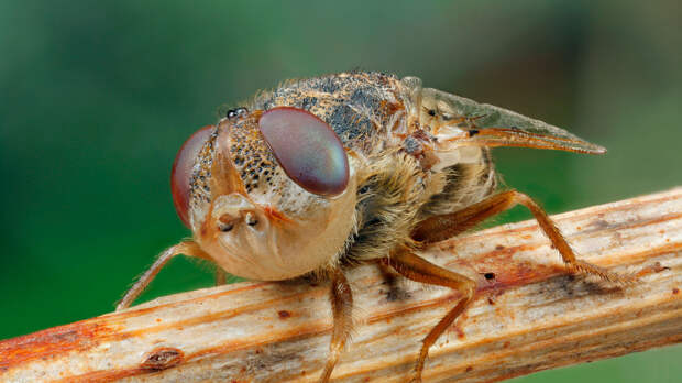 Несколько самых страшных и ядовитых насекомых в мире. Часть 2