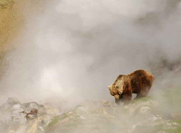 Обжигают ли медведи лапы в гейзерах? гейзер, медведь, огонь, ожог