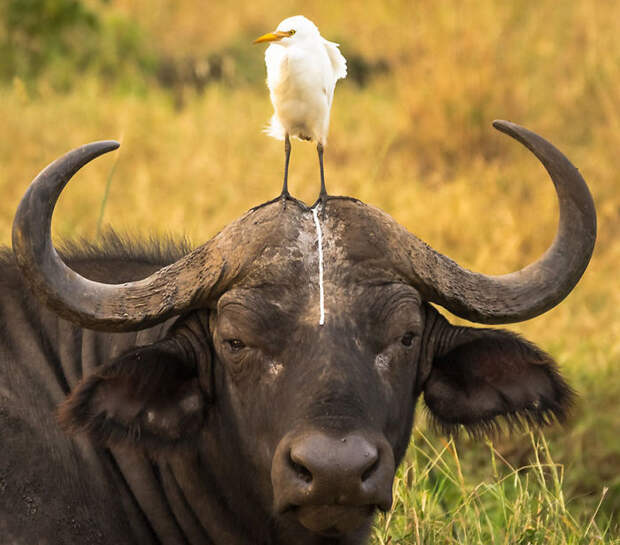 Comedy Wildlife Photo Awards Shortlist