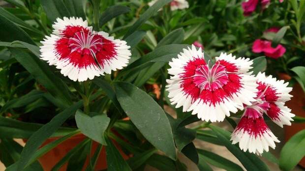 Китайская гвоздика фото (лат. Dianthus chinensis)