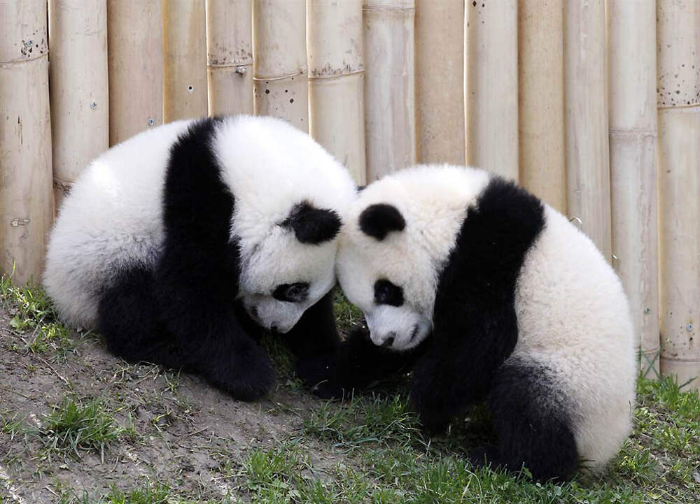 Обнять панду. Две панды. Панда фото. Смешная Панда. Забавные панды.