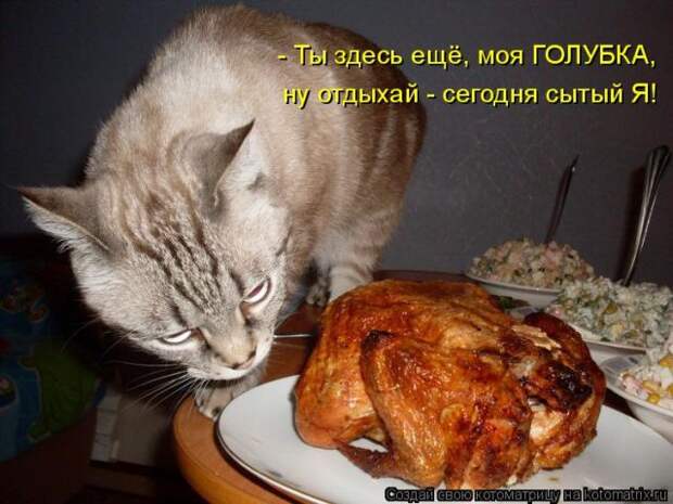 Лучшие котоматрицы недели (50 фото)