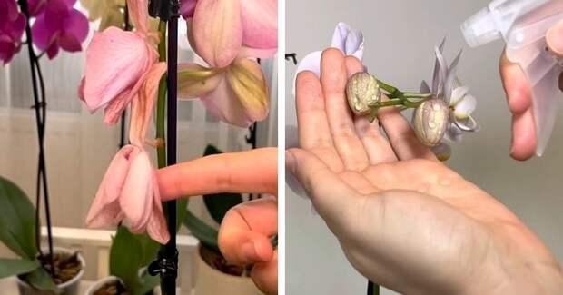 Три главные ошибки, из-за которых орхидея сбрасывает нераскрывшиеся бутоны и цветы слишком быстро