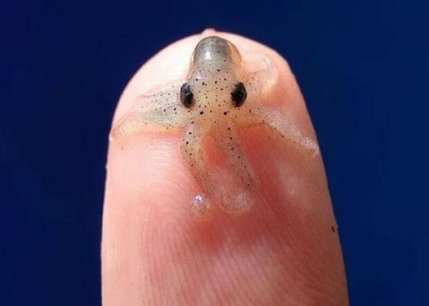 Маленького осьминога сложно заметить в воде, поэтому в дикой природе увидеть его практически нереально. детеныши, животные, это интересно