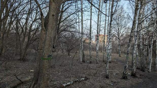 Около 200 аварийных деревьев снесут в Барнауле летом 2024 года