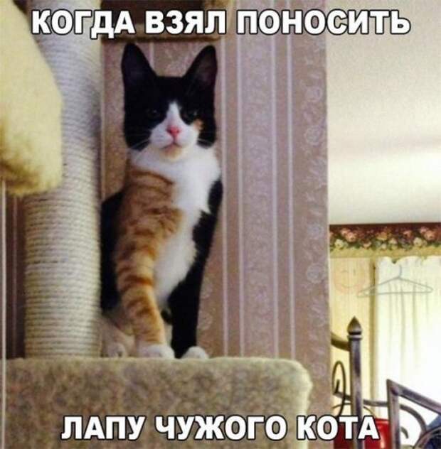 Новые прикольные фотомемы