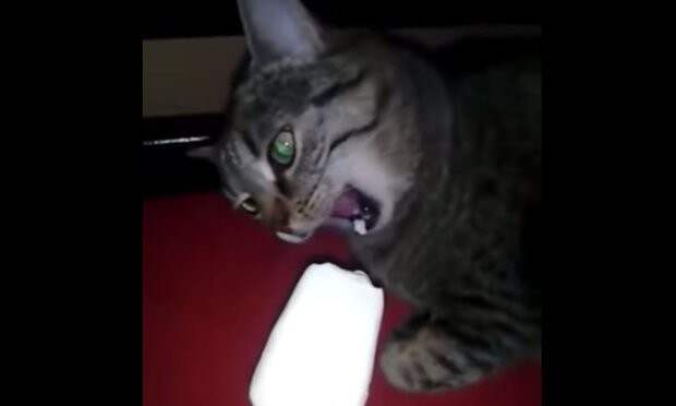 Когда откусил слишком большой кусок мороженого коты, лето, фото, юмор