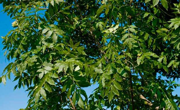 Лекарственное растение Ясень обыкновенный (Fraxinus excelsior)
