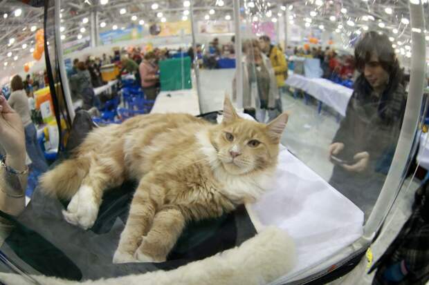 Все как у людей. У российских котов появится собственный паспорт и «прописка»