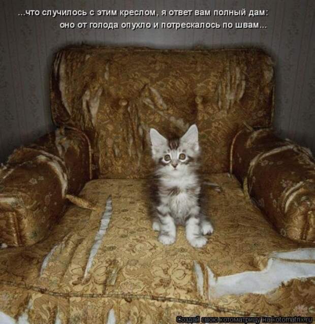 Свежая котоматрица (33 фото)
