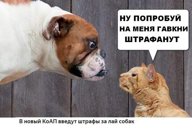 картинки с приколами 29