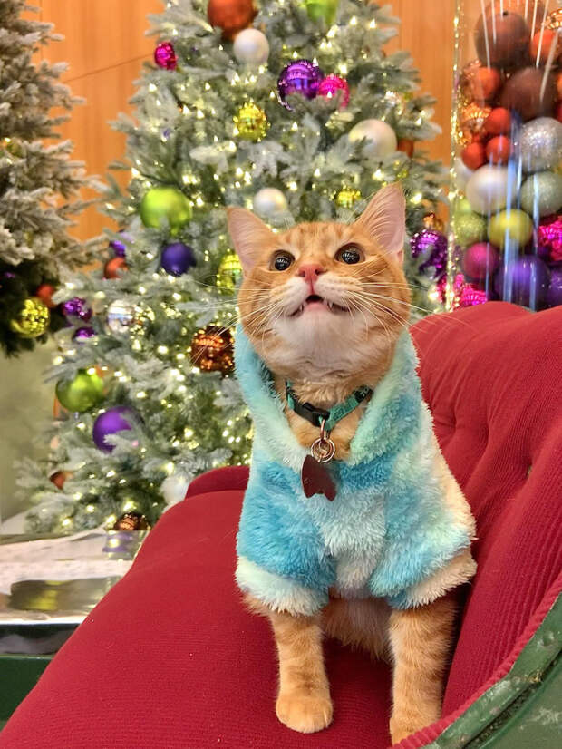 20+ мурлык, которые прониклись праздничной атмосферой до самых кончиков усов
