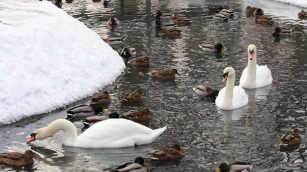 Директор калининградского зоопарка рассказала, как переносит COVID-19