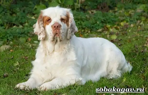 Кламбер спаниель собака. Описание, особенности, уход и цена породы