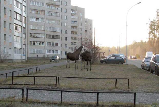 А это город Заречный (Пензенская область), здесь лоси чувствуют себя настоящими хозяевами. Смотрите сами...  животные, прикол, факты, юмор