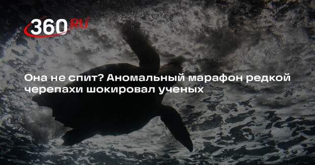 Морская черепаха логгерхед преодолела 10 тысяч километров за пять месяцев