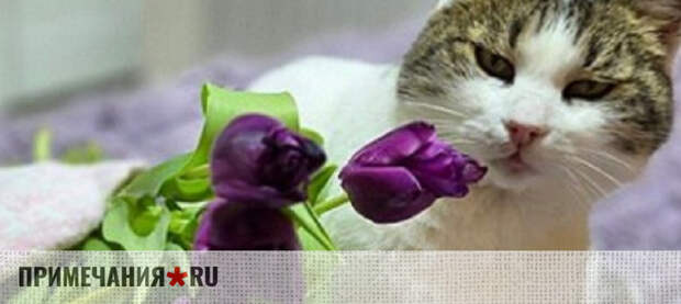 Кошка Муся, пережившая падение с Ласточкиного гнезда, завоевала бронзовую награду на международном конкурсе