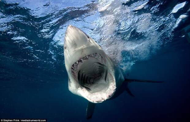 Дайвер из Флориды обнаружил самую большую белую акулу в мире Белая акула, дайвинг, животные, фотография