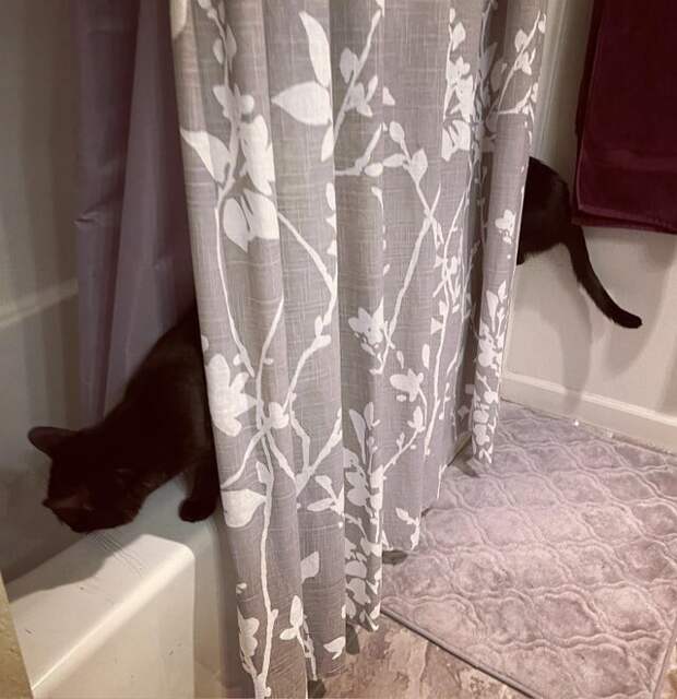 Котик удлинился Котик удлинился
